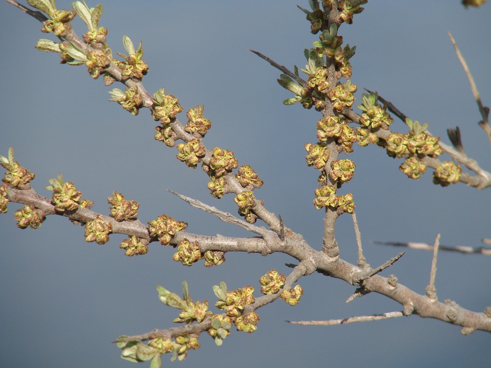 Image of Hippophae rhamnoides specimen.