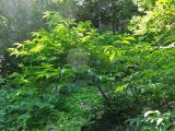 Sambucus miquelii. Растение с незрелыми плодами. Курильские о-ва, Кунашир, окр. дачного пос. Третьяково. 17 июля 2015 г.