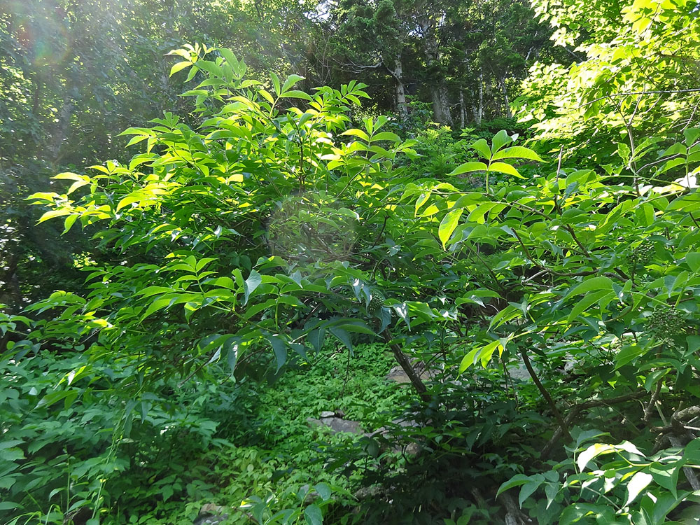 Image of Sambucus miquelii specimen.