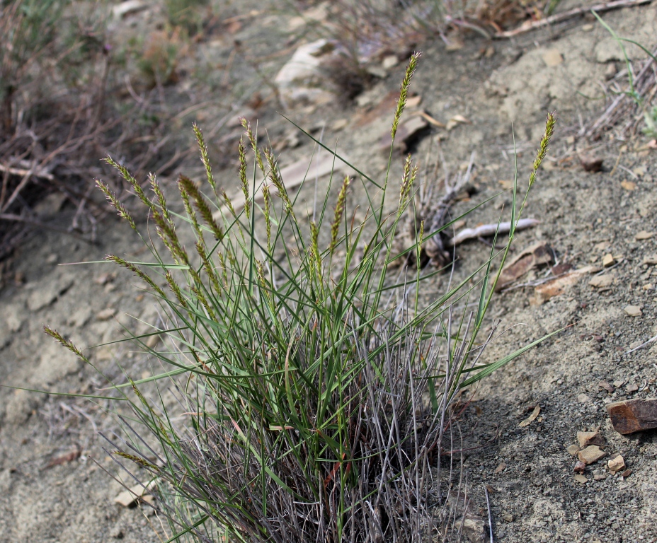 Image of genus Melica specimen.