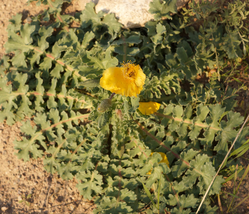 Изображение особи Glaucium squamigerum.