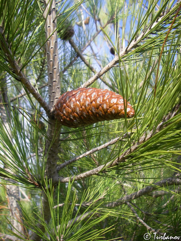 Image of Pinus pityusa specimen.