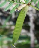 Vicia angustifolia