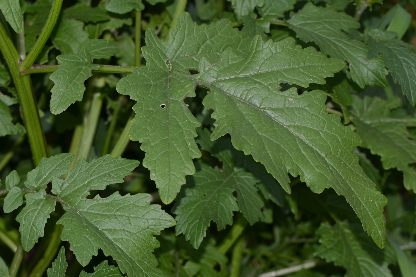 Image of Sinapis alba specimen.