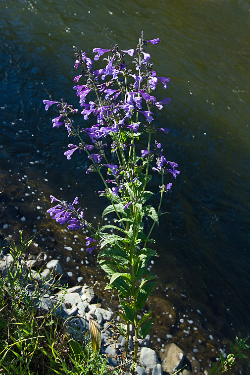 Изображение особи Nepeta sibirica.