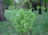 Ribes nigrum. Цветущее растение. Иркутская обл., Иркутский р-н, близ устья р. Иркут. 30.05.2015.