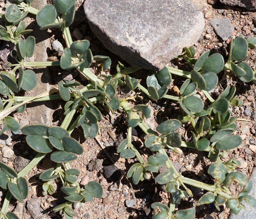 Image of Zygophyllum rosovii specimen.