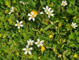 Cerastium purpurascens. Цветущее растение. Карачаево-Черкесия, окр. пос. Нижний Архыз, гора Пастухова, ≈ 1900 м н.у.м., субальпийский луг. 14.06.2015.