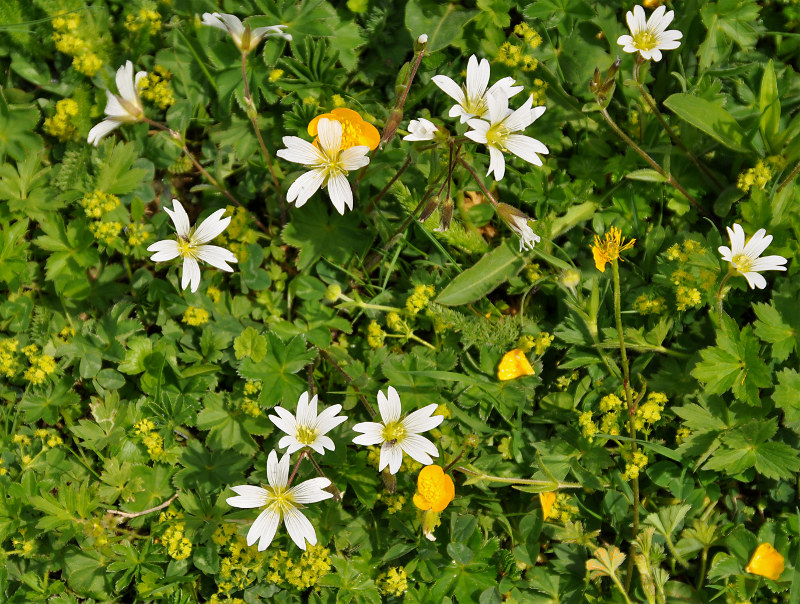 Изображение особи Cerastium purpurascens.