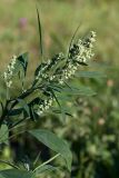 Chenopodium album