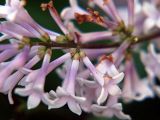 Syringa &times; henryi