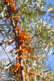 Hippophae rhamnoides. Часть ветви с соплодиями. Санкт-Петербург, окр. Кронштадта, заросли на берегу Финского залива. 27.09.2015.