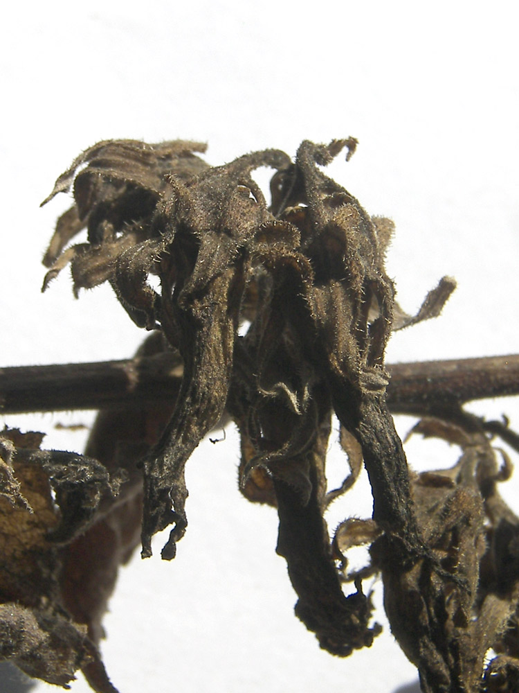 Image of Campanula alliariifolia specimen.