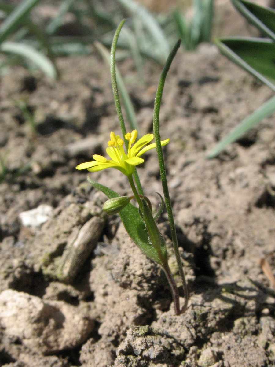 Изображение особи Gagea minutiflora.