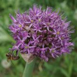 Image of taxon representative. Author is Тамара Риб