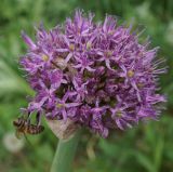 Allium