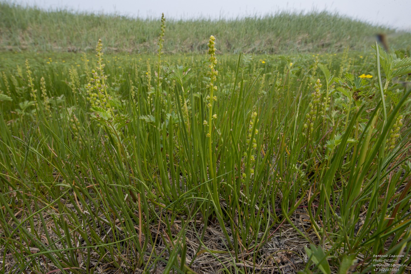 Image of Triglochin maritima specimen.