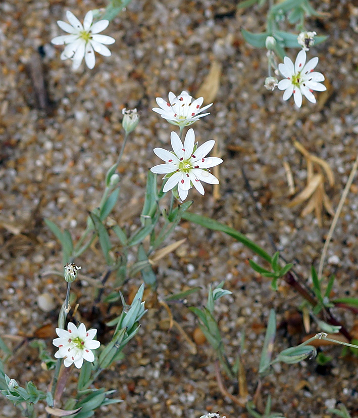 Image of Stellaria dahurica specimen.