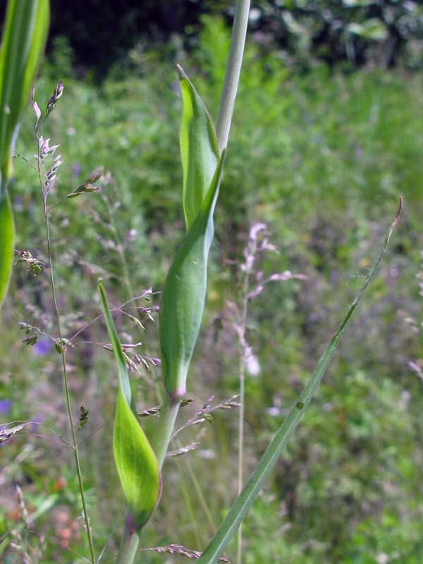 Image of Tragopogon orientalis specimen.