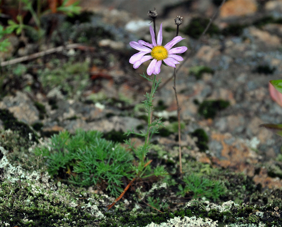 Image of Chrysanthemum maximowiczii specimen.