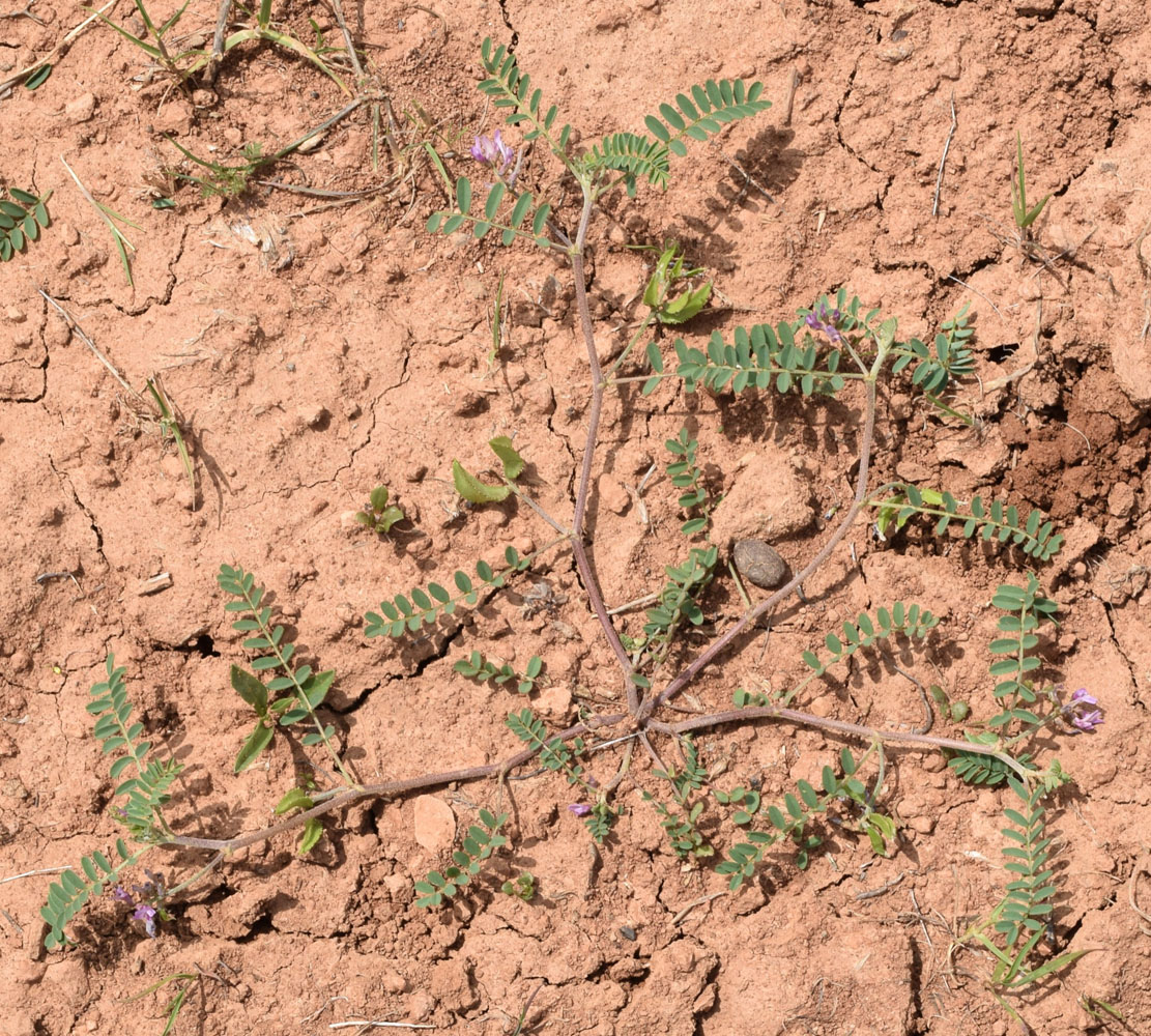 Изображение особи Astragalus vicarius.