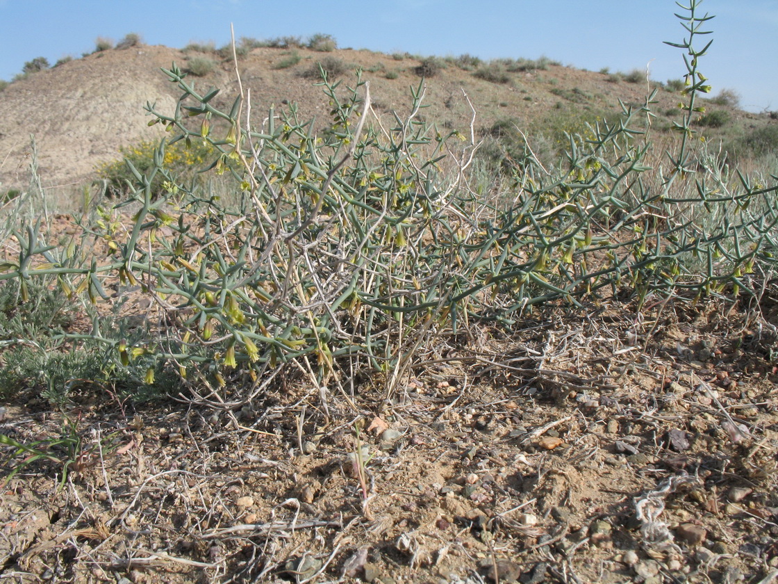 Image of Asparagus breslerianus specimen.