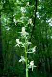 Platanthera chlorantha