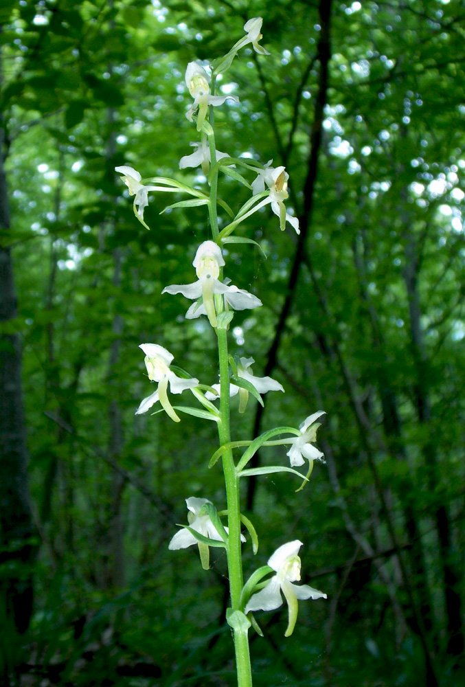 Изображение особи Platanthera chlorantha.