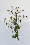 Rudbeckia triloba