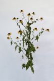 Rudbeckia triloba. Цветущее растение. Республика Молдова, пригород Кишинёва. 1 сентября 2009 г.