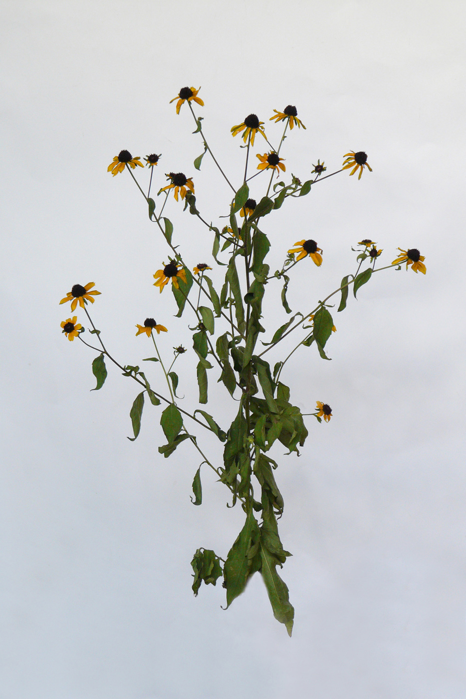 Image of Rudbeckia triloba specimen.