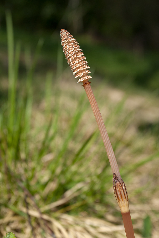 Изображение особи Equisetum arvense.