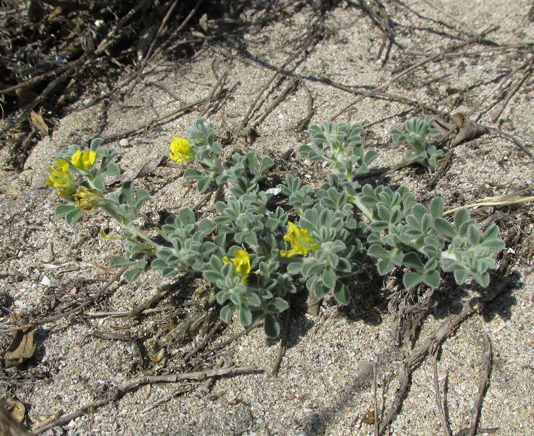 Image of Medicago marina specimen.