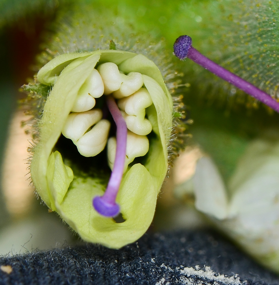 Изображение особи Hyoscyamus desertorum .