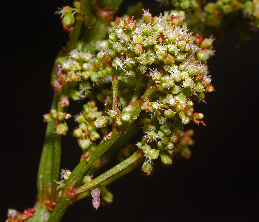 Image of Rumex acetosella specimen.