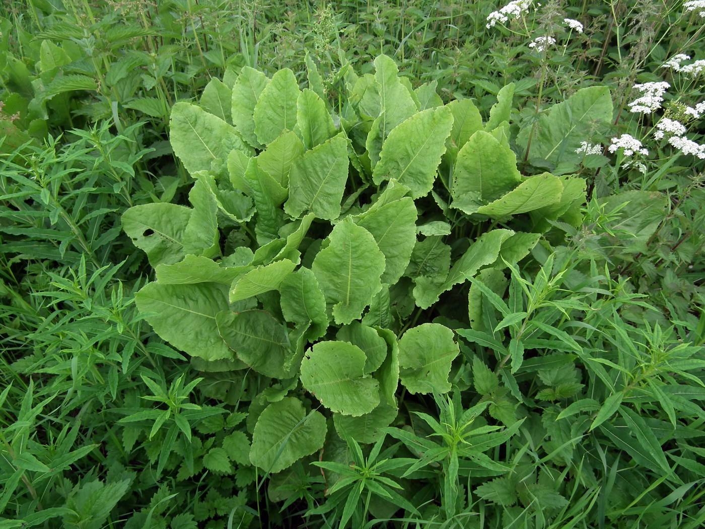Image of Rumex confertus specimen.