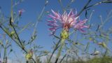 Centaurea odessana