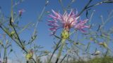 Centaurea odessana. Соцветие. Краснодарский край, м/о Анапа, окр. станицы Благовещенская, Витязевская коса, на дюне. 03.07.2016.