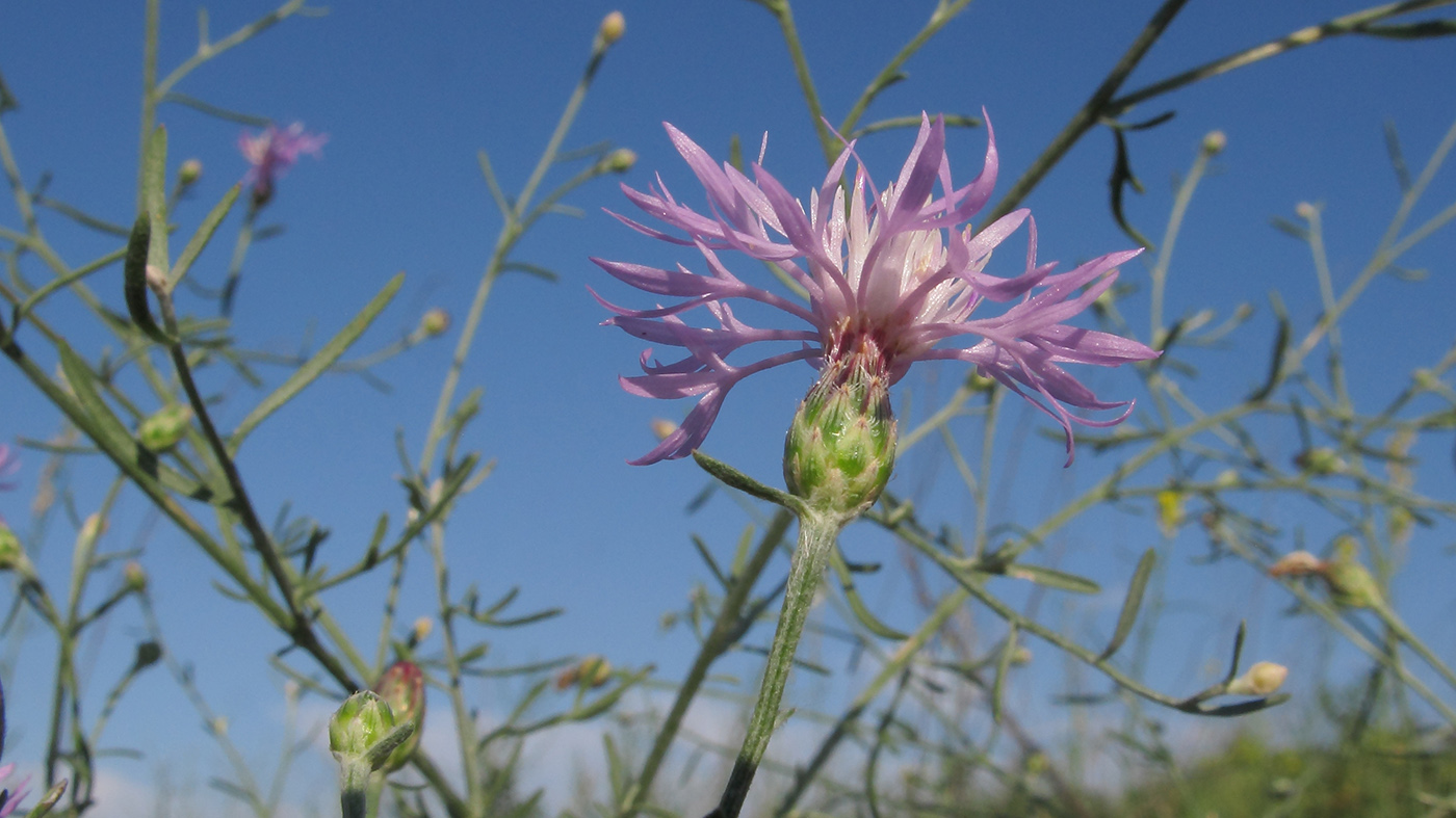 Image of Centaurea odessana specimen.