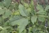 Fraxinus pennsylvanica. Лист. Саратов, Октябрьское ущелье. 09.07.2016.