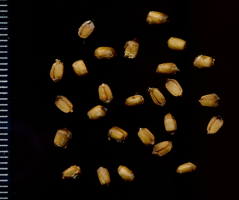 Image of Agrimonia eupatoria specimen.