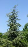 Cedrus deodara. Верхняя часть кроны молодого дерева. Крым, г. Феодосия, в культуре. 25 июня 2016 г.