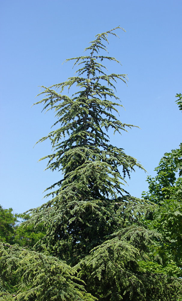 Изображение особи Cedrus deodara.