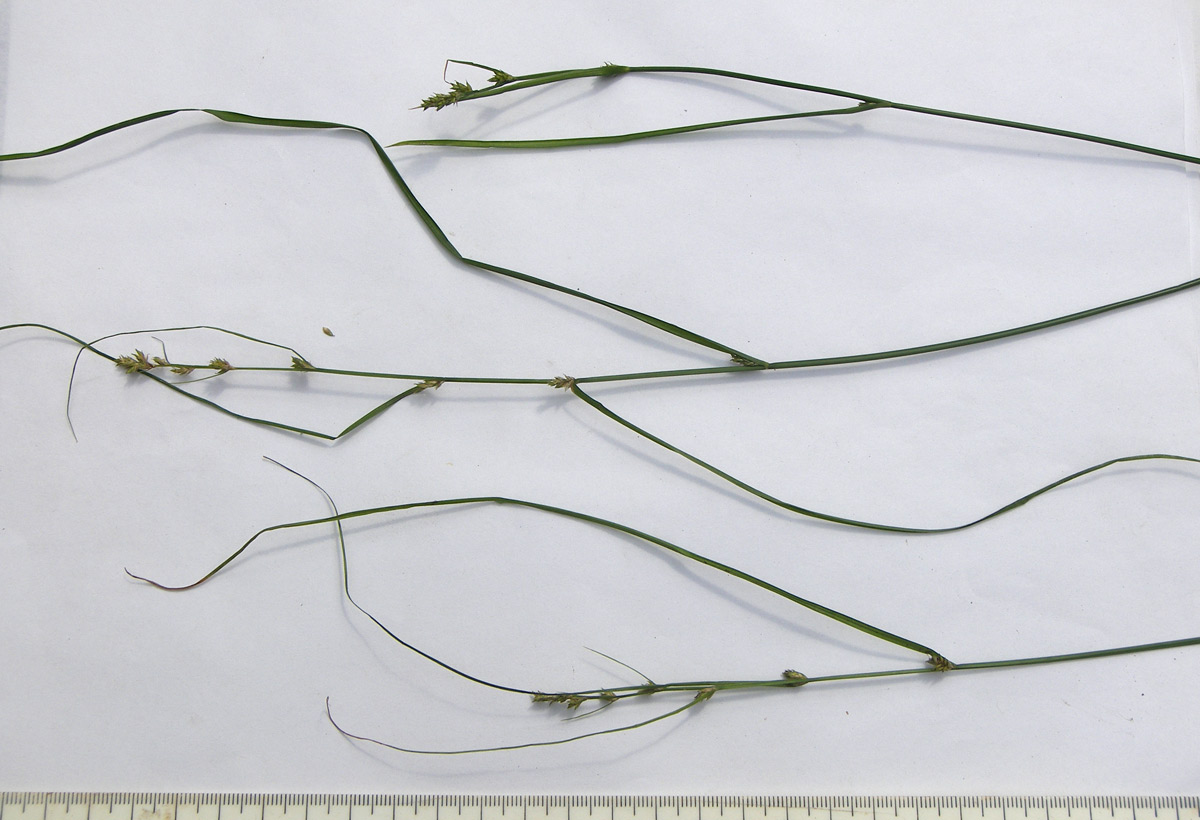 Image of Carex remota specimen.