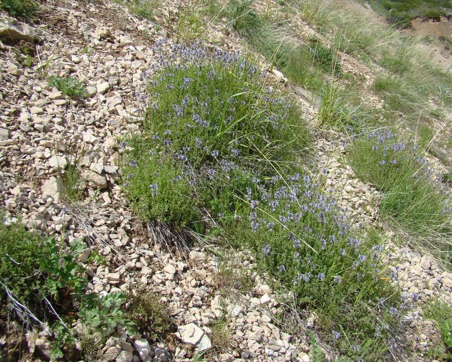 Изображение особи Nepeta narynensis.