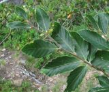 Fagus orientalis