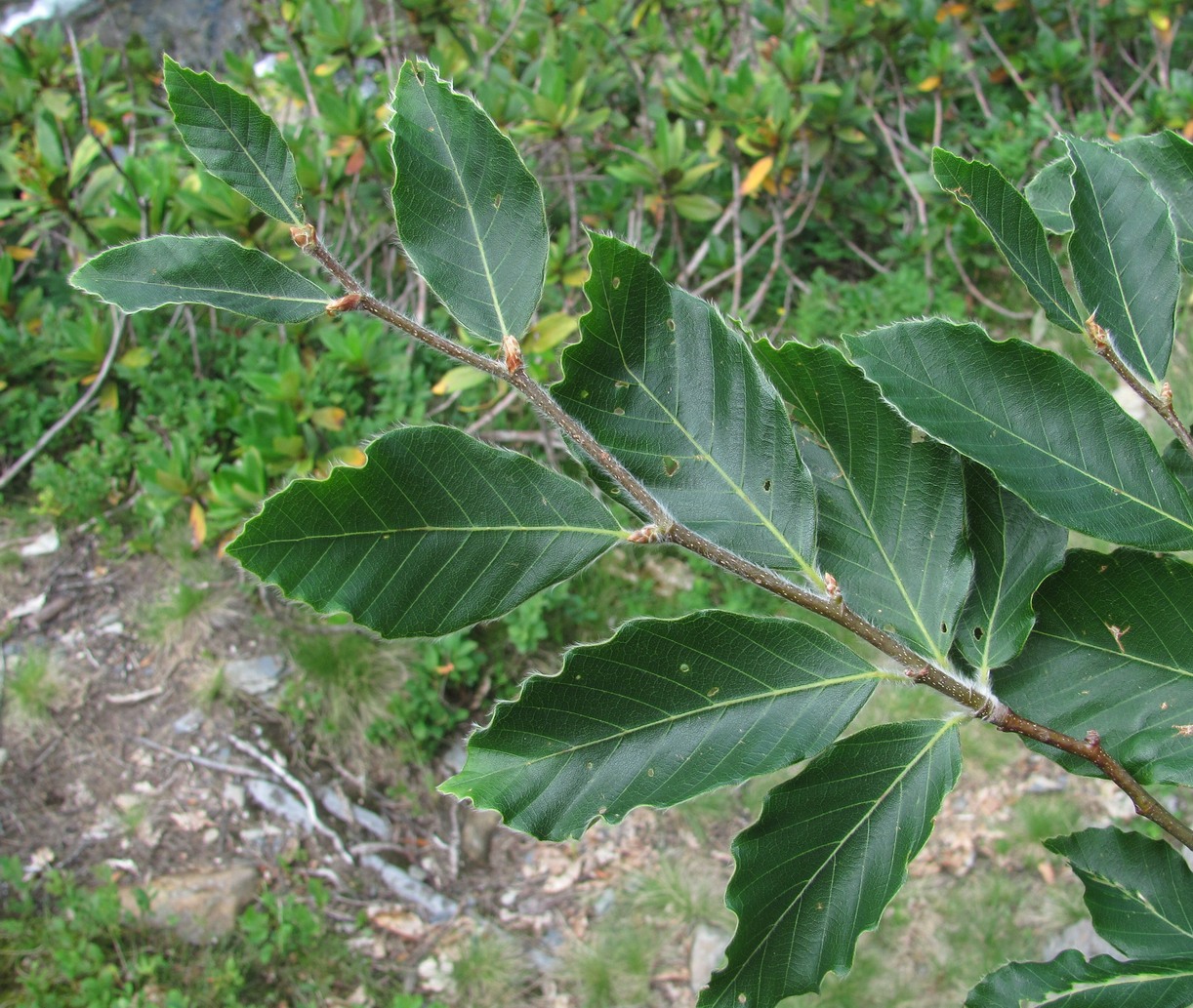 Image of Fagus orientalis specimen.