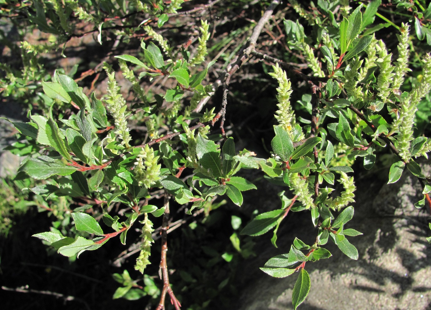 Изображение особи Salix kuznetzowii.