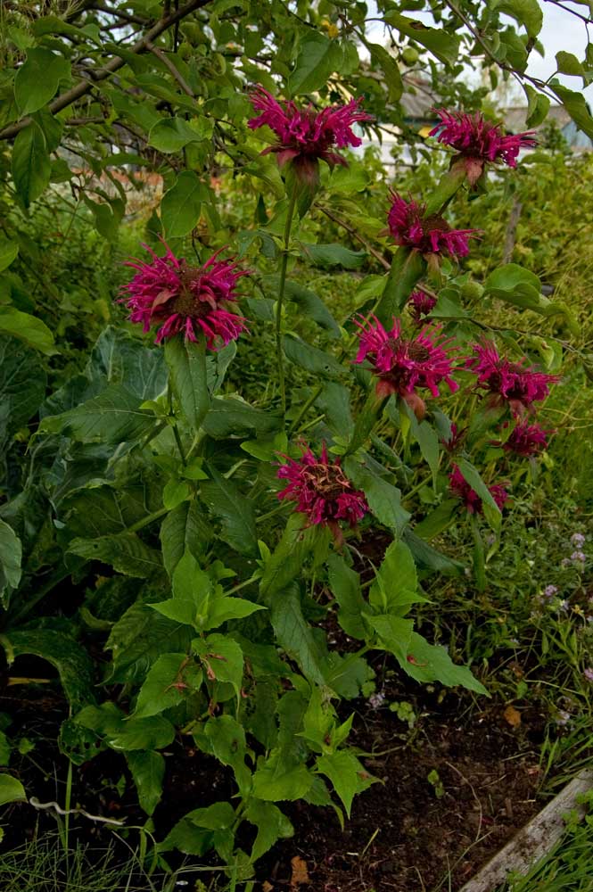 Image of Monarda didyma specimen.