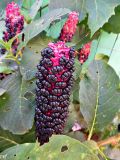 Phytolacca acinosa